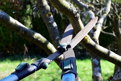 taille-arbre-arbuste-douai