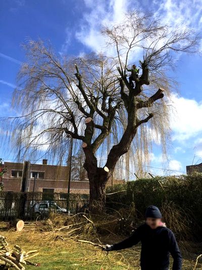 abattage arbres - lille